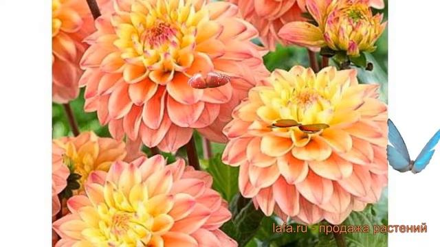 Георгина декоративная Принцесса Елизавета ? обзор: как сажать, луковицы георгины Принцесса Елизавет смотреть онлайн