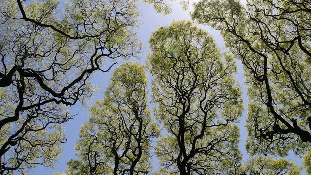 Дерева, вы мои дерева смотреть онлайн