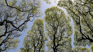 Дерева, вы мои дерева