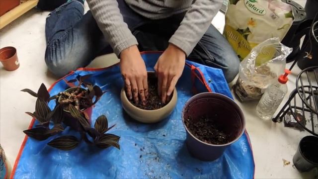 Re Potting Jewel Orchid - Ludisia