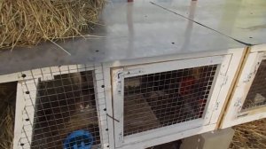 Клетки для кроликов. Разведение и содержание кроликов