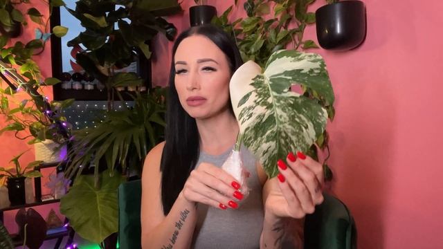 MONSTERA ALBO UNBOXING смотреть онлайн
