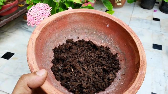 Best Flowering Plant Ixora Care N Organic Fertilizer, Ixora की जादुई खाद, Ixora Magical Fertilizer