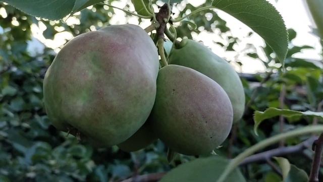 Наши любимые сорта груши😋 растут в г.Красноярске смотреть онлайн