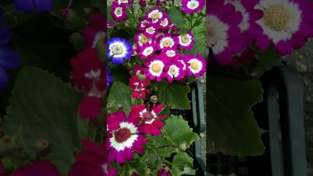 Цинерария гибридная #flowers #май #весна2022 #комнатныецветы #интересно смотреть онлайн