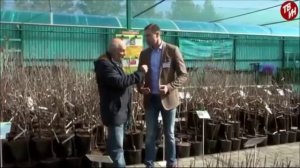 Малина "Гордость России",  "Московский гигант" и  малиновые деревья