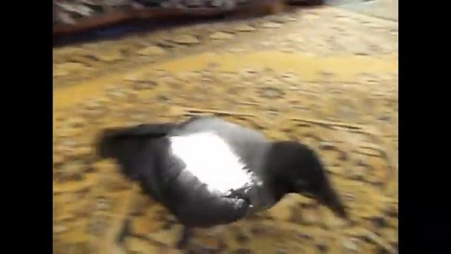 Погоня за солнечным зайчиком - Серая ворона "Граф Грэйт Илфорд" смотреть онлайн