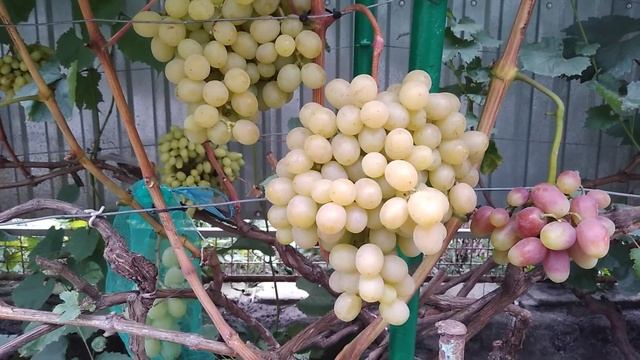 Виноград Красавчик. 2.09.2022. смотреть онлайн