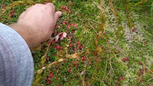 поход за клюквой на бывшее ?. смотреть онлайн
