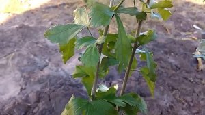 Гибискус сирийский. Осенняя посадка. Hibiscus