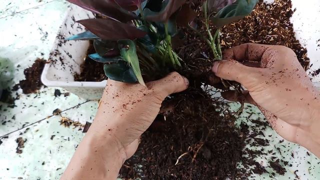 Nhân Giống Cây Trầu Bà Tím Syngonium Erythrophyllum Bằng Phương Pháp Tách Bụi