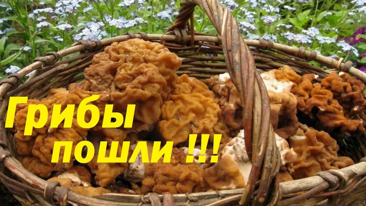 ЗА ГРИБАМИ В МАЕ. СБОР ВЕСЕННИХ ГРИБОВ. Строчок гигантский