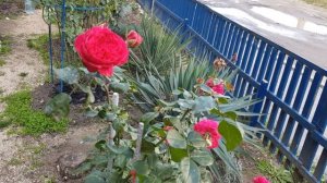 Ред Леонардо да винчи сорт розы с отличными качествами 23 октября 2020