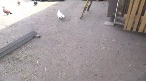 ЛУЧШИЙ Способ заборкать голубей// Как подвязать крылья Голубям// Как приучить голубей к дому