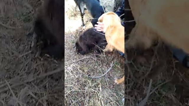 Кучета за лов на трюфели смотреть онлайн