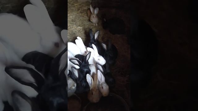 Кролики. #кролики #животные. #фауна #rabbit #зоо #zoo #заяц #bunny # смотреть онлайн