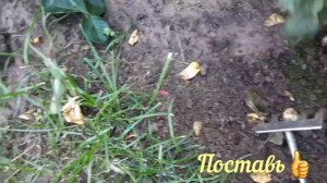 Как применять Суперфосфат. How to apply Superphosphate.