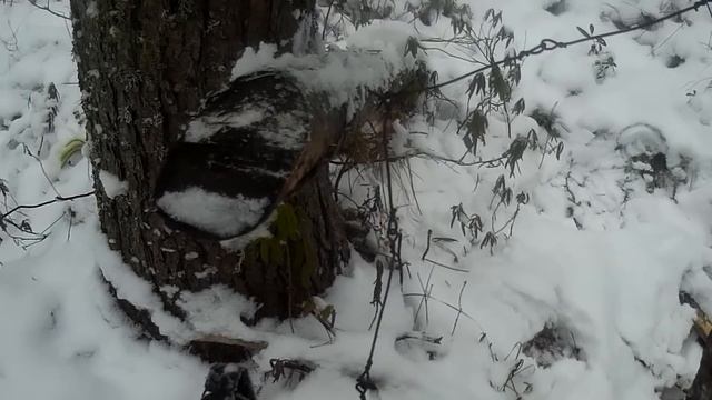 Проверка и насторожка капканов, появились лоси смотреть онлайн