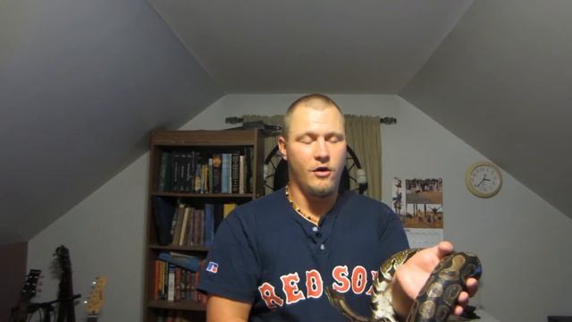 Ball Python Facts, Myths, and Misconceptions (VEDA Day 2) смотреть онлайн