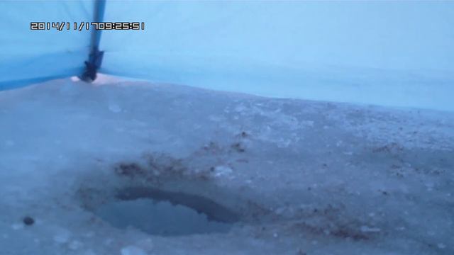 Ловля плотвы для живца смотреть онлайн