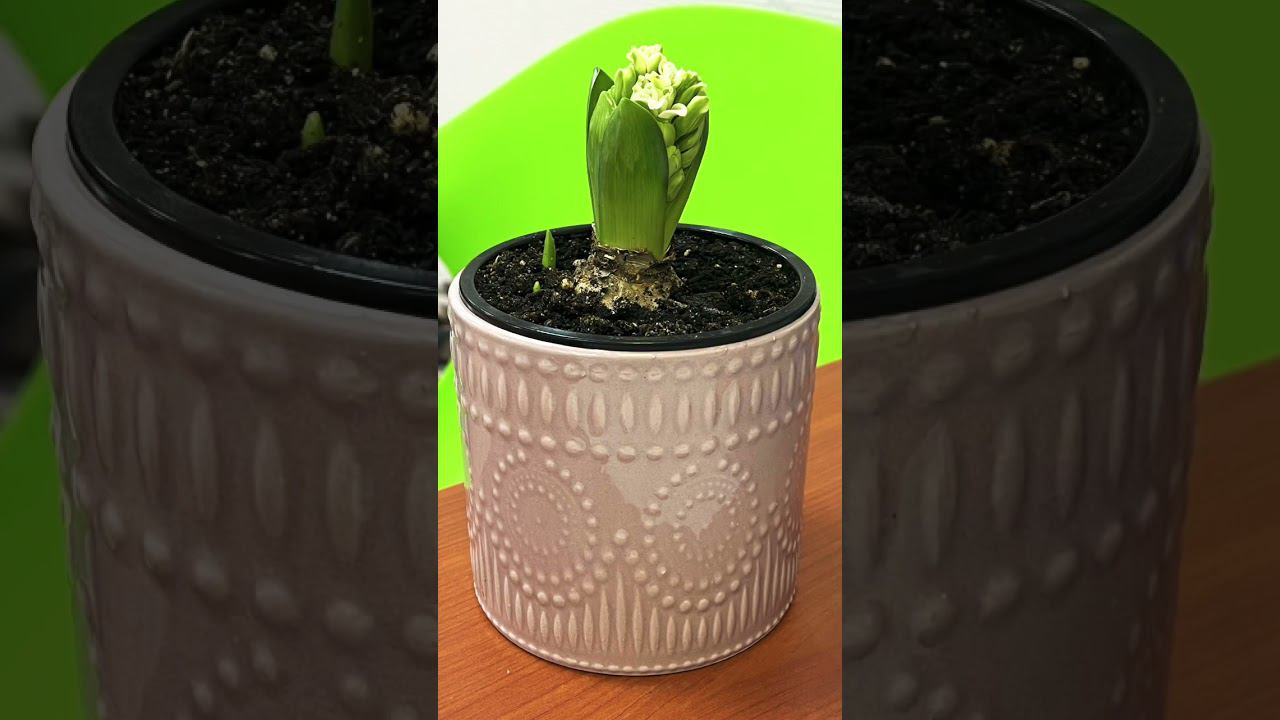 Выгонка из луковицы / Гиацинт смотреть онлайн