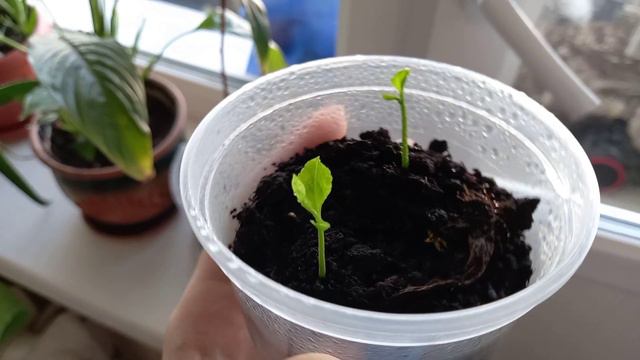 2 часть авокадо 🥑 /что случилось с авокадо? смотреть онлайн