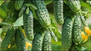 Обзор сорта огурцов "Герман" (характеристики, свойства, фото)