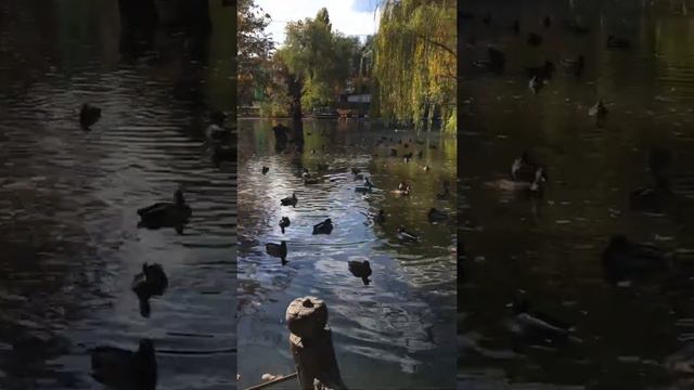 Теплая осень| Городской парк| город Саратов смотреть онлайн