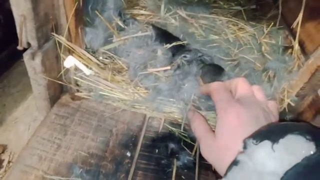 30.01.22г. Смотрим крольчат 👍, им сегодня 10 дней смотреть онлайн