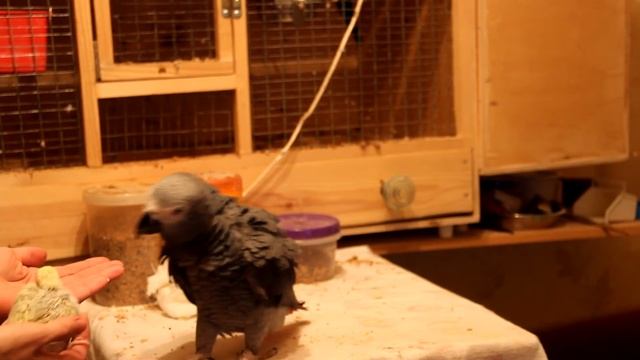 Жако Стёпа смотреть онлайн