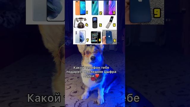 СМЕШНЫЕ ЖИВОТНЫЕ | КАКОЙ ТЕБЕ ДОСТАНЕТСЯ ТЕЛЕФОН? смотреть онлайн