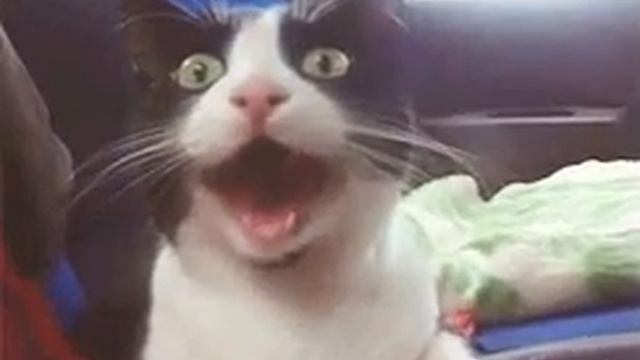 Радости полные штаны 😸 смотреть онлайн