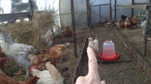 Что получилось от скрещивания Русской Белой курицы и Ливенского Ситцевого петуха. И покупные цыплята