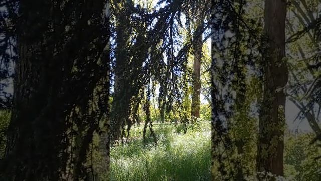 Медитация .Шум леса и пение птиц смотреть онлайн