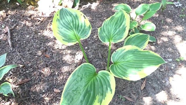 Hosta var. Fortunei Aureomarginata смотреть онлайн
