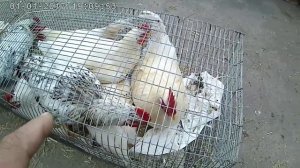 Приехали на Колхозный рынок.Цены на птицу. КУПИТЬ??? КуРы или гуси муларды  или бройлеры.Поросёнок