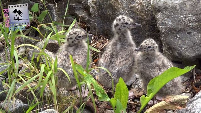 Norway Geiranger - vivid village in the fjord смотреть онлайн