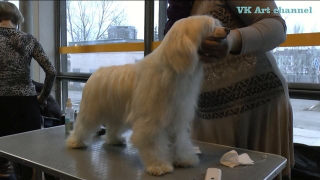 Китайская хохлатая пуховая собака очень любит причёсываться! смотреть онлайн