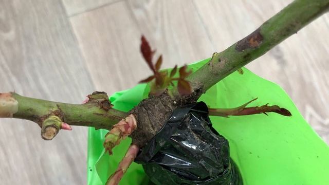 Полиантовая Роза ‘ Avenue Pink ‘ / Обзор и Посадка смотреть онлайн