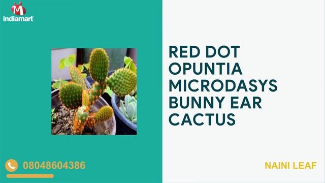 Aeonium Sunburst Plant, Star Cactus Plant Wholesaler смотреть онлайн