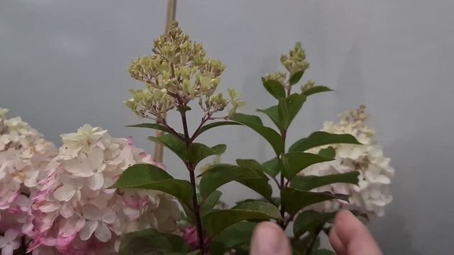 Колорфул Коктейль. Компактная красотка с прочными побегами. смотреть онлайн