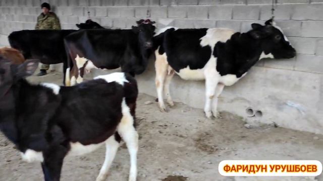 МОЛБОЗОР МУЖУН 22 ДЕКАБР 2022