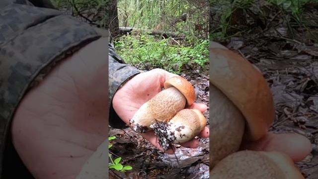 УМОПОМРАЧИТЕЛЬНЫЕ ГРИБЫ ПУЗАНЫ С ЖЕЛТО-БУРЫМИ СОБРАТЬЯМИ ПОДОСИНОВИКАМИ смотреть онлайн