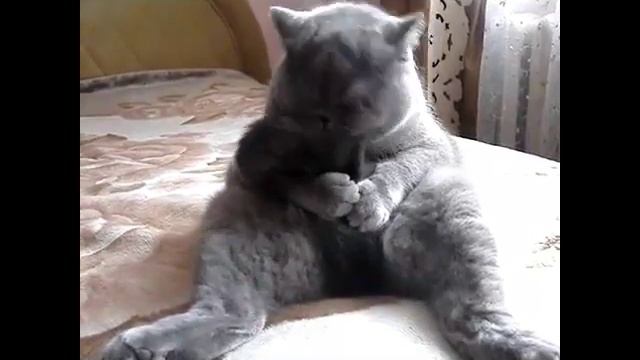 Смешное видео про котов. Британский кот чистит свой хвост смотреть онлайн