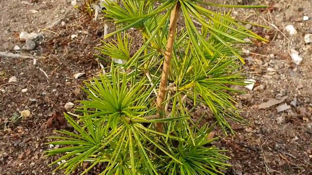 Umbrella Pine - Sciadopitys Verticillata  In The UK  - 