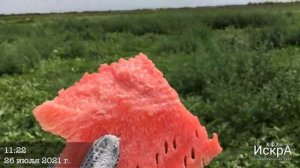 Арбуз Каристан