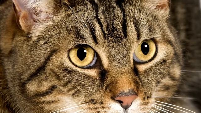 Европейская #короткошерстная #кошка - описание породы смотреть онлайн