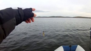 Трофейная рыбалка на Аргазях. Ловим судака осенью.