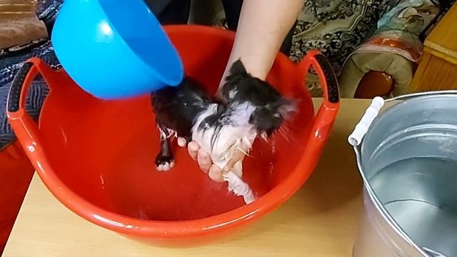 Как приручить дикого котёнка Мама кошка бросила 5ч. Избавится от блох. Помыть котёнка. смотреть онлайн
