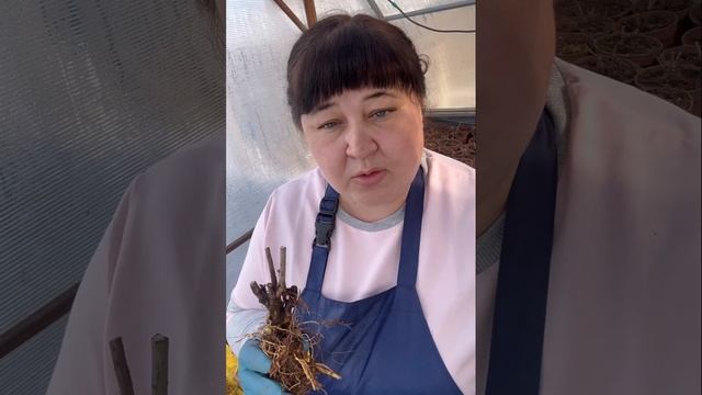 Почему не растет гортензия ? смотреть онлайн